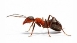 Що буде робити мураха, якщо виявиться далеко від мурашника? - TMGinfo.net